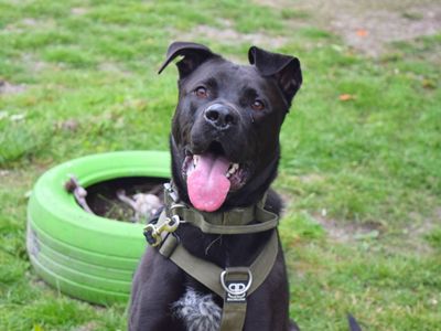 Enzo | American Bulldog Cross | Harefield West London - 5