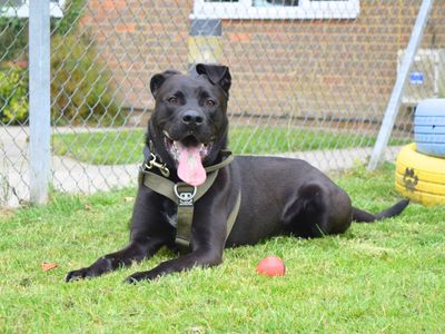 Enzo | American Bulldog Cross | Harefield West London - 3