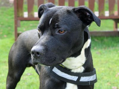 Shadow | Terrier (Staffordshire Bull) Cross | Merseyside (Liverpool) - 3