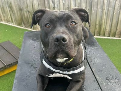 Kenza | Terrier (Staffordshire Bull) Cross | Basildon (Essex) - 3