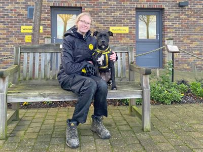 Kenza | Terrier (Staffordshire Bull) Cross | Basildon (Essex) - 5