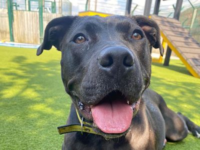 Kenza | Terrier (Staffordshire Bull) Cross | Basildon (Essex) - 3