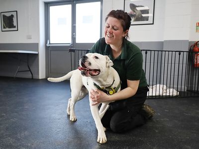 Pablo | American Bulldog | Leeds - 3