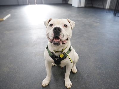 Pablo | American Bulldog | Leeds - 5