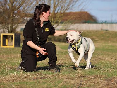 Pablo | American Bulldog | Leeds - 4