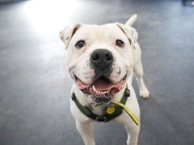 Pablo | American Bulldog | Leeds - 2