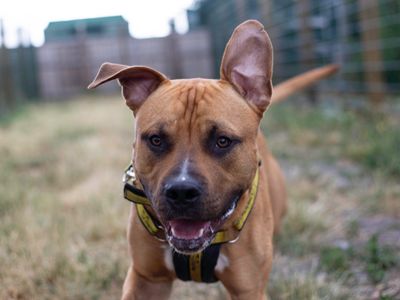 Spud | American Bulldog Cross | Cardiff - 3