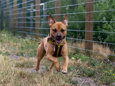 Spud | American Bulldog Cross | Cardiff - 5