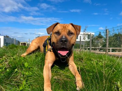 Spud | American Bulldog Cross | Cardiff - 3