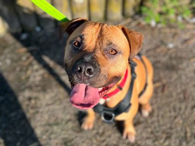 Spud | American Bulldog Cross | Cardiff - 5