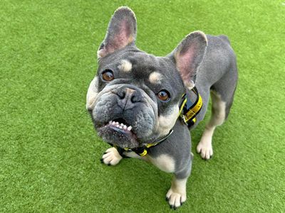 Betsy | French Bulldog | Basildon (Essex) - 3