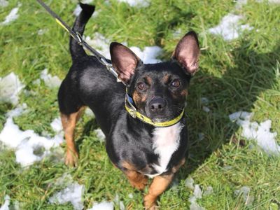 George | Terrier (Jack Russell) Cross | Ballymena (Northern Ireland) - 5