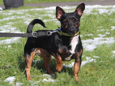 George | Terrier (Jack Russell) Cross | Ballymena (Northern Ireland) - 3