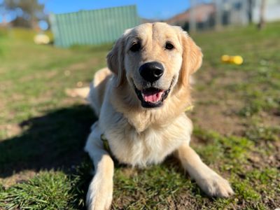 Golden retriever rescue near 2024 me