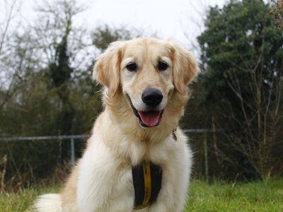 Murray | Retriever (Golden) | Snetterton (Norfolk) - 2