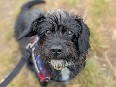 Adopt a Crossbreed Rescue Dog | Lexi | Dogs Trust