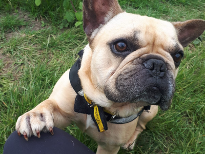 Leo | French Bulldog | Shrewsbury (Shropshire) - 4