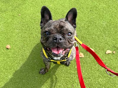 Adopt a French Bulldog Rescue Dog | Belle | Dogs Trust