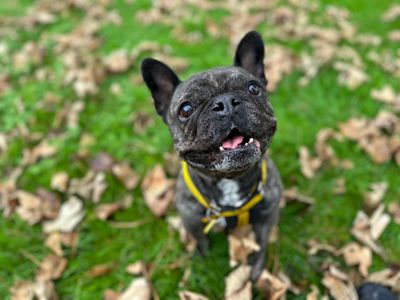 Belle | French Bulldog | Shoreham (Sussex) - 5