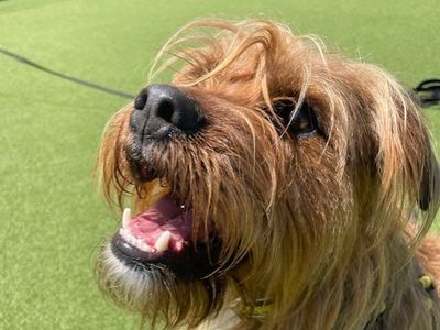 Dudley | Terrier (Lakeland) Cross | Salisbury (Wiltshire) - 3