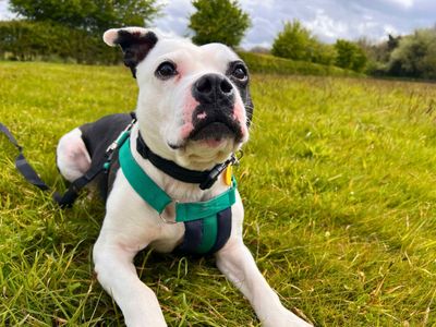 Ace | Terrier (Staffordshire Bull) | Salisbury (Wiltshire) - 2