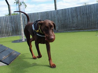 Lenny | Dobermann | Evesham (Worcestershire) - 3