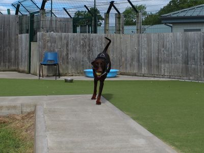 Lenny | Dobermann | Evesham (Worcestershire) - 5