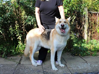 Thor | German Shepherd Dog Cross | Snetterton (Norfolk) - 3