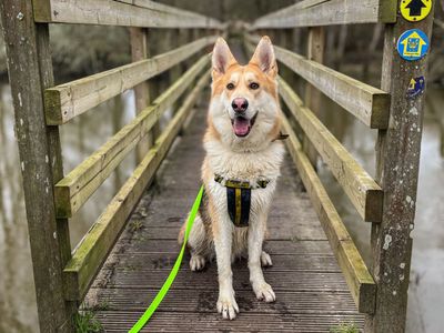 Thor | German Shepherd Dog Cross | Snetterton (Norfolk) - 5