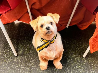 Harvey | Shih Tzu | Shoreham (Sussex) - 3