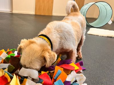 Harvey | Shih Tzu | Shoreham (Sussex) - 5