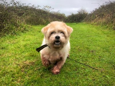 Harvey | Shih Tzu | Shoreham (Sussex) - 5