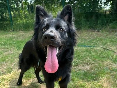 Bear | German Shepherd Dog Cross | Shrewsbury (Shropshire) - 5