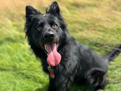 Bear | German Shepherd Dog Cross | Shrewsbury (Shropshire) - 3