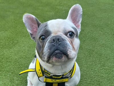 French bulldog best sale rescue center