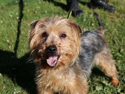 Adopt a Terrier (Yorkshire) Rescue Dog | Bear | Dogs Trust