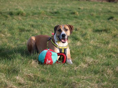 Timmy | Bulldog Cross | Glasgow - 4