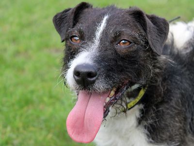 Rough coat jack russell for clearance sale