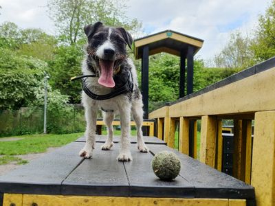 Denver | Terrier (Jack Russell) | Merseyside (Liverpool) - 3