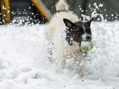 Denver | Terrier (Jack Russell) | Merseyside (Liverpool) - 3