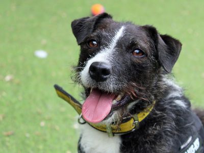 Denver | Terrier (Jack Russell) | Merseyside (Liverpool) - 5