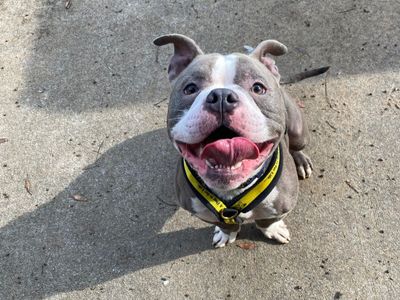 Ricky | American Bulldog Cross | Bridgend (Wales) - 5