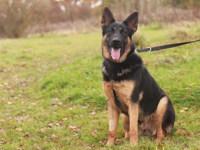 Adopt a German Shepherd Dog Rescue Dog | Buddy | Dogs Trust