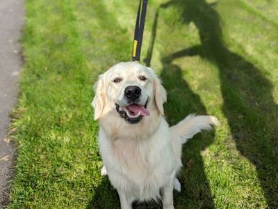 Golden retrievers near hot sale me for adoption