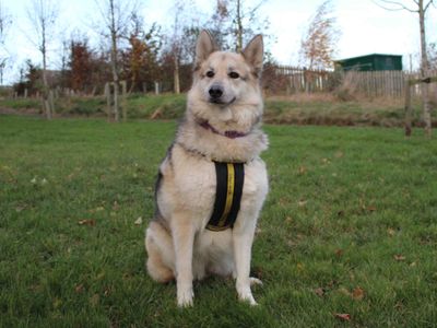 Willow | German Shepherd Dog Cross | Darlington - 3