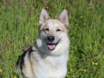 Willow | German Shepherd Dog Cross | Darlington - 5