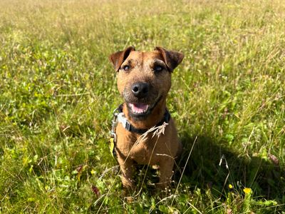 Snetterton hot sale dog rehoming