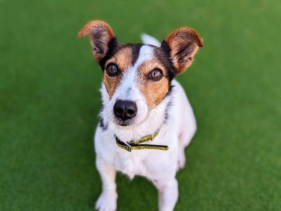 Lottie | Terrier (Jack Russell) Cross | Cardiff - 5