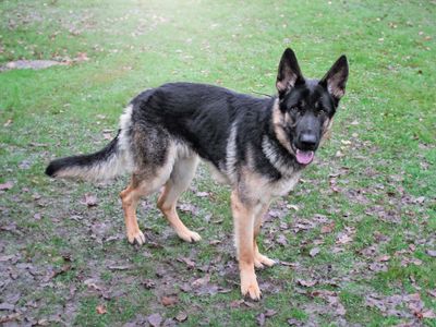 Loki Boy | German Shepherd Dog | Kenilworth (West Midlands) - 2