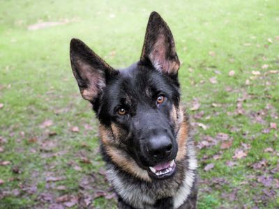 Loki Boy | German Shepherd Dog | Kenilworth (West Midlands) - 3